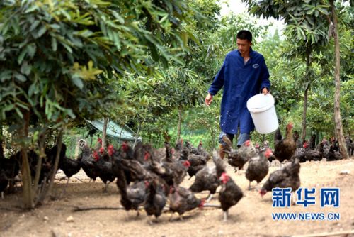 河南南阳：养鸡“博士”樊中阳