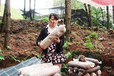 林下种植食用菌农民寻得好“钱途”