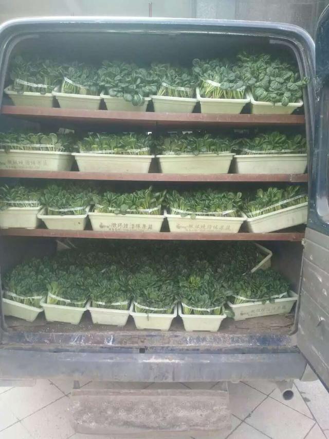 盆栽蔬菜基地运输方式和销售半径是怎样?