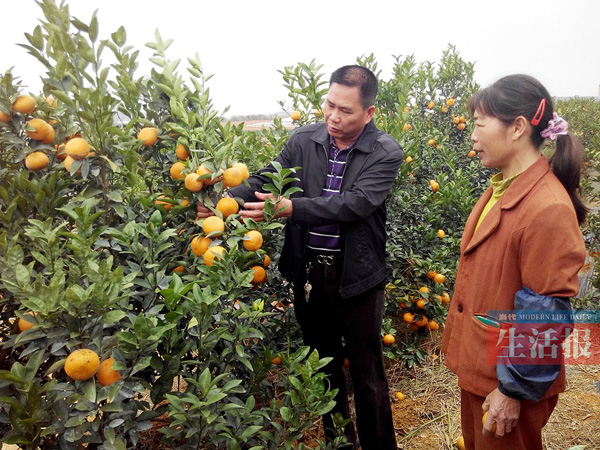 从经验种植转为科学种植村支书带领村民脱贫致富