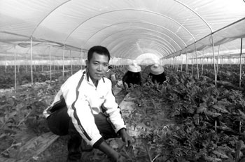 雷州小伙“喜耕田”返乡种瓜能赚钱