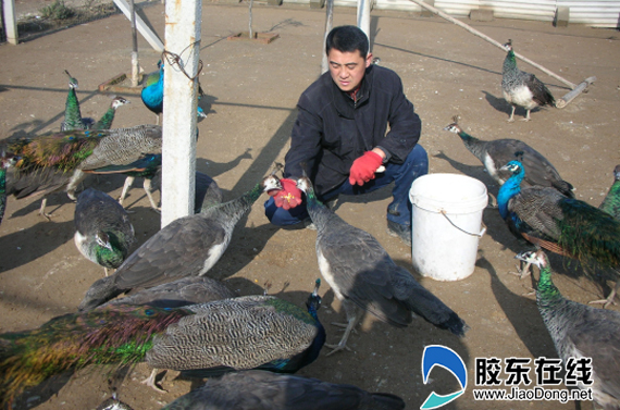 退伍军人转业养孔雀勤劳智慧打开“致富之屏”
