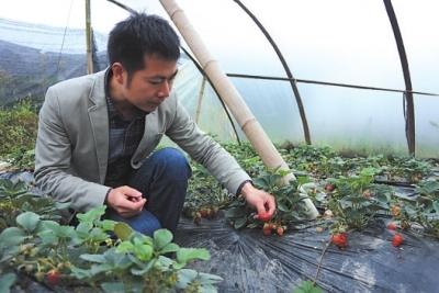 先后投资近百万元浙商在乐山种水果