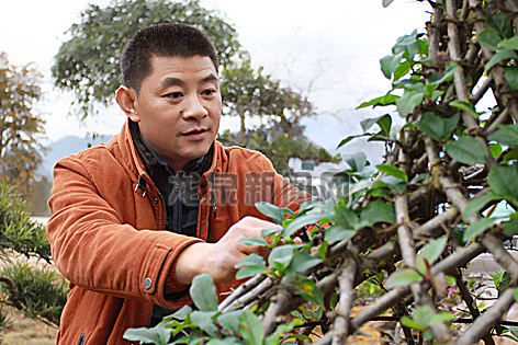 十年织就红豆杉的“生态致富梦”