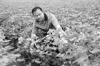“苦差事”巧被轻简董合忠“快乐植棉”
