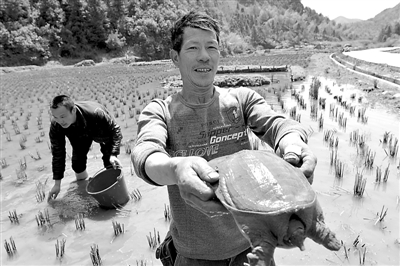 生态立体种养让政和县半源村找到致富新路
