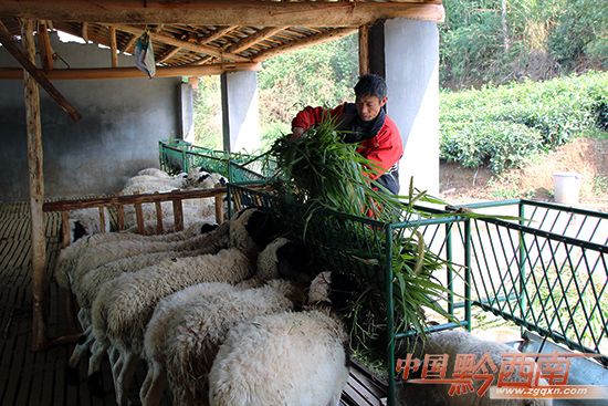 邓吉龙:致富“双带”典型