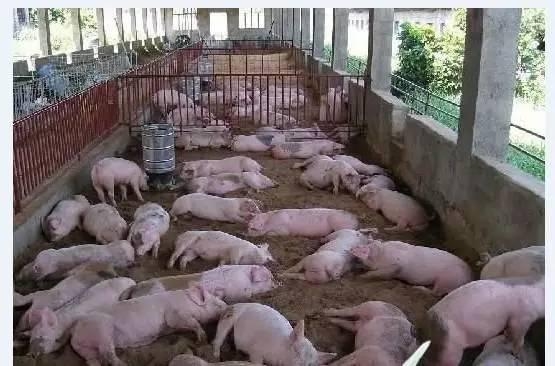 网络再传“农妇警告”:在中国吃猪肉等于自杀
