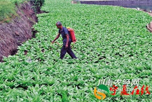 老汉种露地蔬菜轮作种植致富