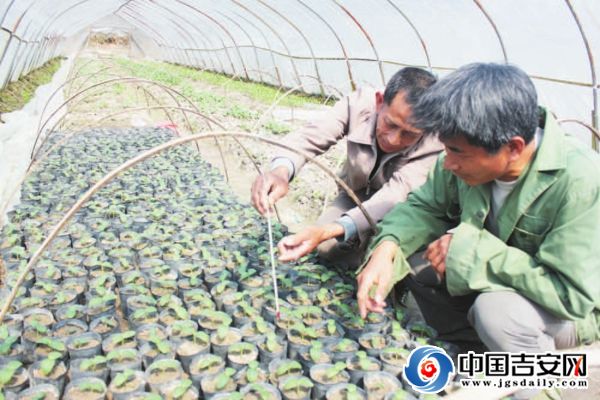 吉水“蔬菜大王”带领乡亲致富