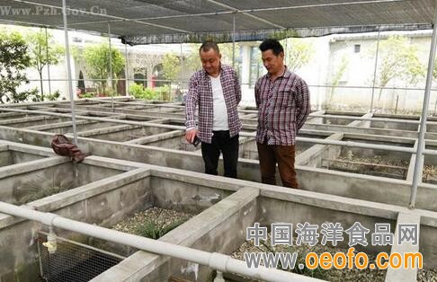 养殖餐桌上的娃娃鱼带动村民增收致富