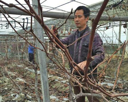 返乡种红苕尖致富年利润达百万元