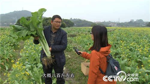 菜树变成“摇钱树”