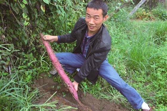 种好紫山药致富家乡人