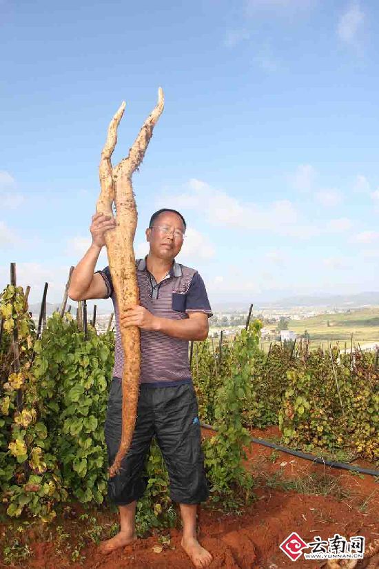 云南祥云：野山药种植助农增收致富