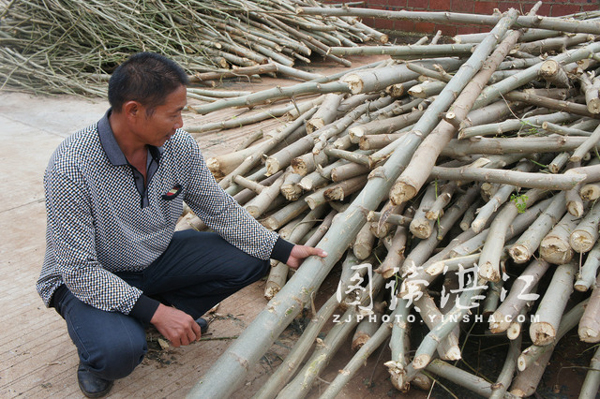 辣木种植潮涌动致富梦想