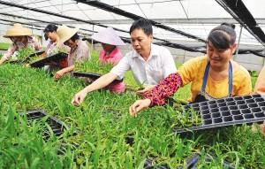 芒果园里“点土成金”