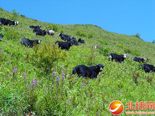 有机牦牛带领村民走上致富路