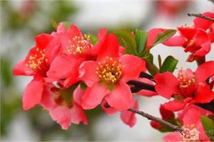 家居绿植 海棠花如何种殖