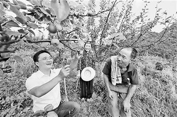 返乡种梨大学生带动村民收入增
