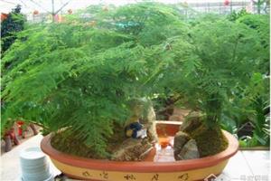 文竹的养殖方法 文竹的养殖注意事项