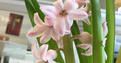 怎样永久保存鲜花？