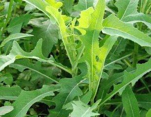 田间药材你知多少？