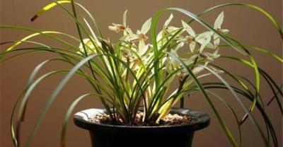兰花:兰农总结的兰花七大种植经验