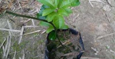 家庭豌豆种植