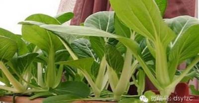 沃柑种植北缘
