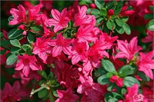 杜鹃花生长环境条件 杜鹃花的养法有那些