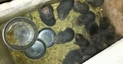 山鸡养殖的关键技术