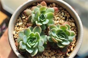 多肉植物有哪些种类 多肉植物最详细的养殖方法