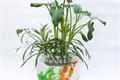 【水培植物】水培植物养殖须知