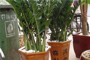 家居植物:金钱树的养殖方法和注意事项