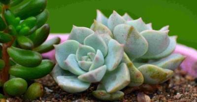 迎春花盆景的养殖以及养护方法