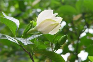 栀子花的养殖条件 养殖栀子花注意事项