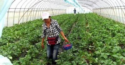 采摘园里的草莓开始种植了，直击农民种植大棚草莓全过程