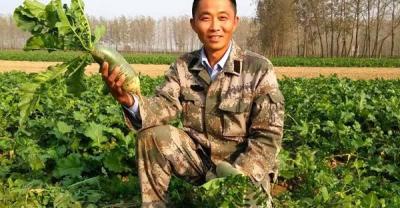 山葵种植适宜区域 山葵丰产种植管理的技术