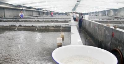 养殖朋友怎么样判断鸡传染性滑膜炎?