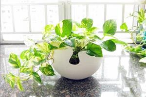 盆栽绿萝的种植技巧 水培绿萝繁殖方法