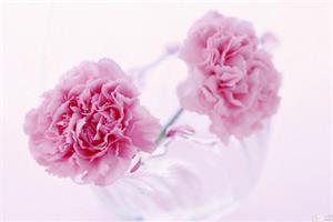 了解康乃馨花语 康乃馨如何养护管理
