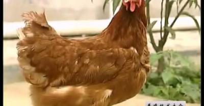 蛋鸡养殖如何达到利润最大化?
