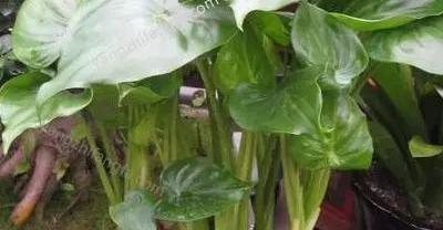 硝化细菌的作用:不花钱使鱼缸水变清澈 1 2 3 4 5 6硝化细菌在水产养殖中的应用详解!