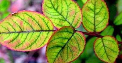 花卉的种植方法及繁殖——梅花