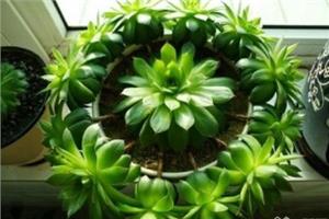 观音莲是什么植物 观音莲的环保功效
