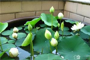 碗莲要怎样养殖 手把手教你种植碗莲