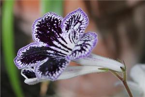 海角樱草如何养殖 海角樱草的栽培技术