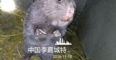 泥鳅养殖成本分析核算:养泥鳅赚钱吗?泥鳅养殖成本和利润