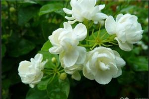 养殖茉莉花需要注意5个要点